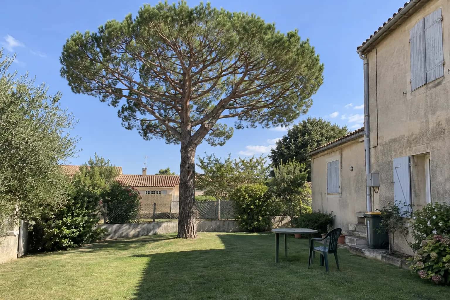 Pin parasol éclairci dans un jardin de village