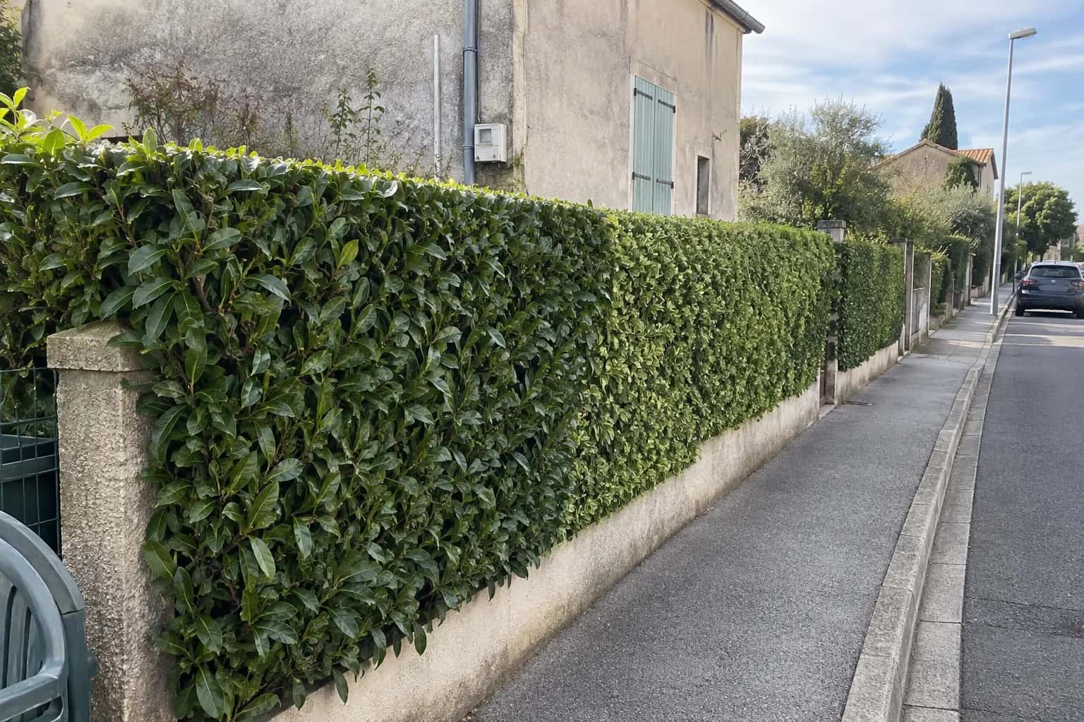 Haie de laurier taillée droite le long d'un trottoir