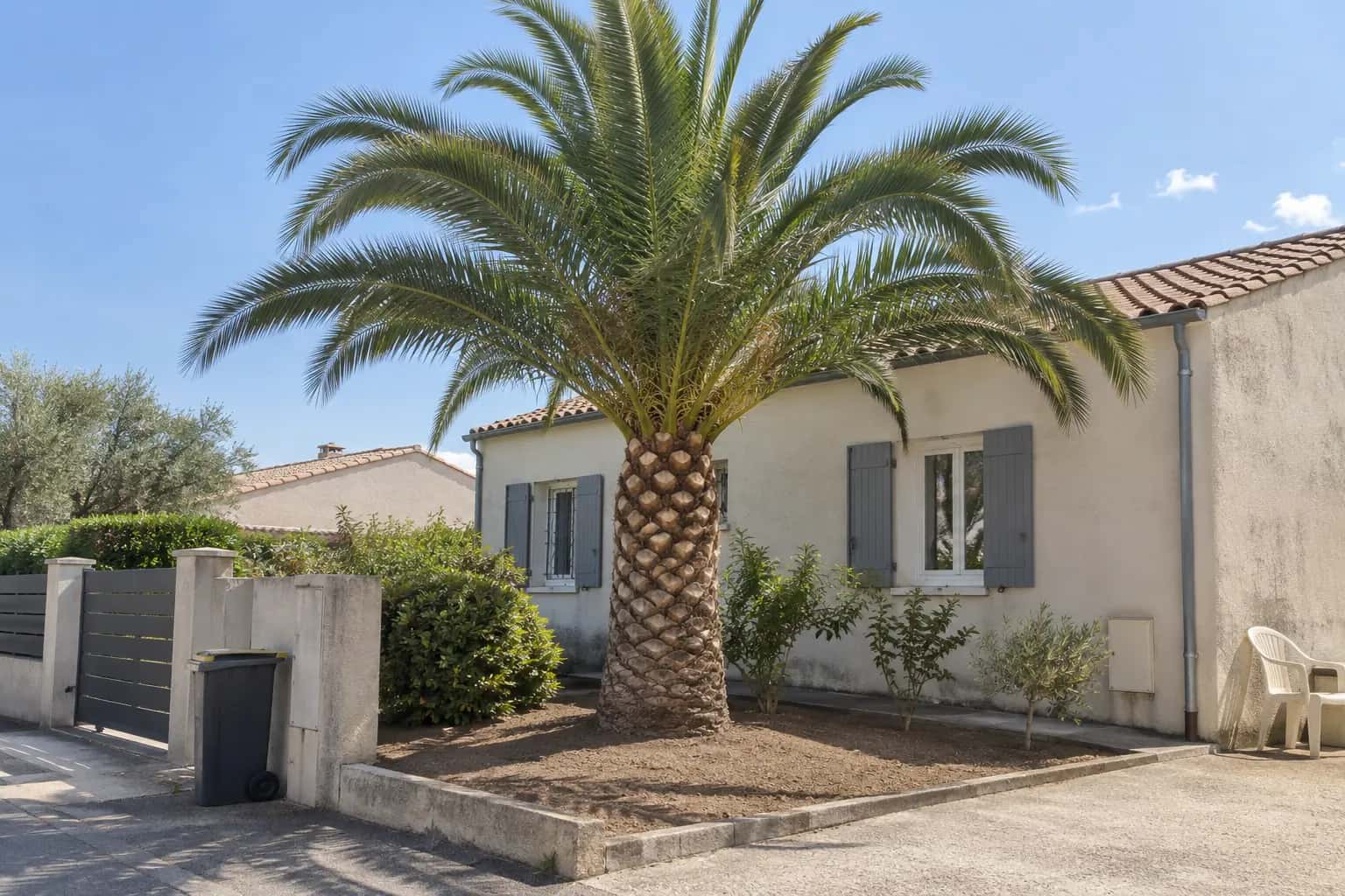 Palmier des Canaries taillé devant une maison, pied du tronc nettoyé