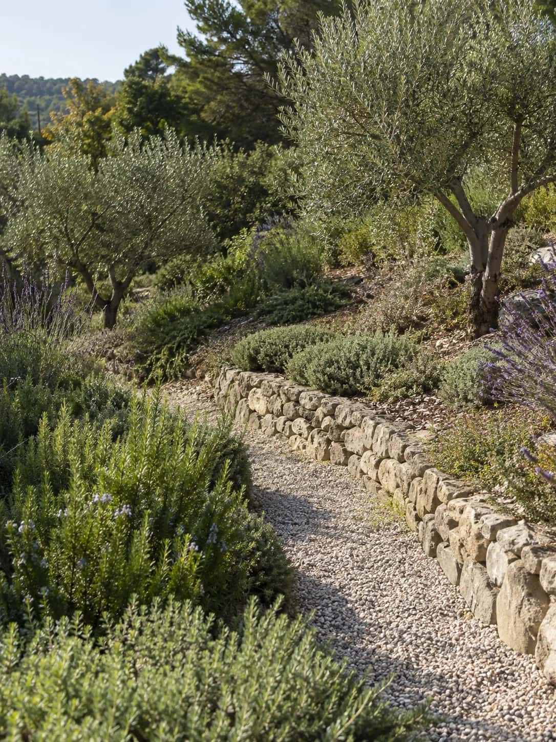 Allée de gravier bordée de pierres, de romarin et d'oliviers sur un terrain en pente